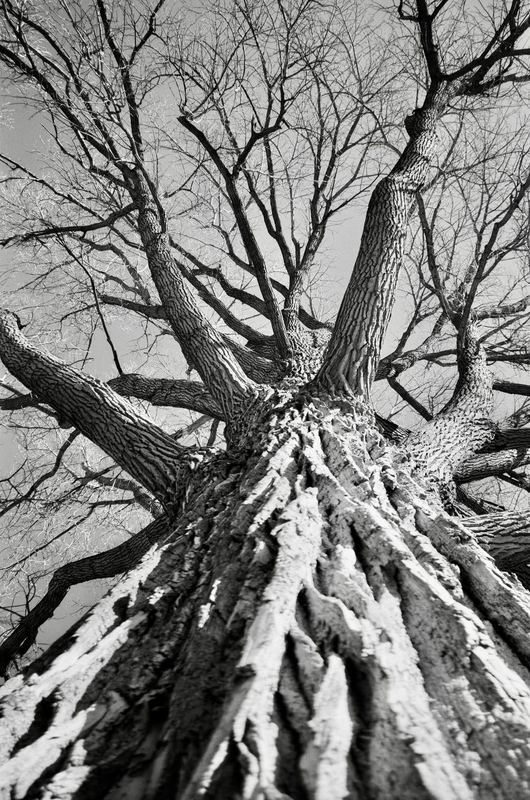 Fujifilm Acros II