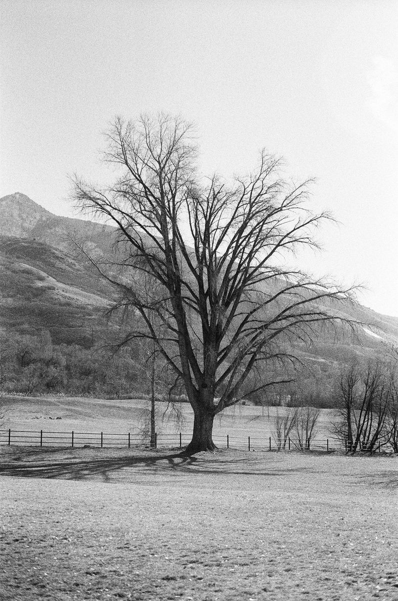 CDX Film 250