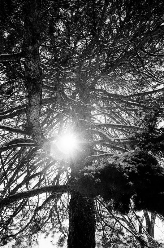 CDX Film 250
