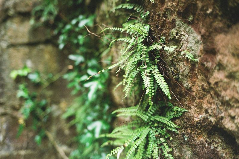 Fujifilm 400