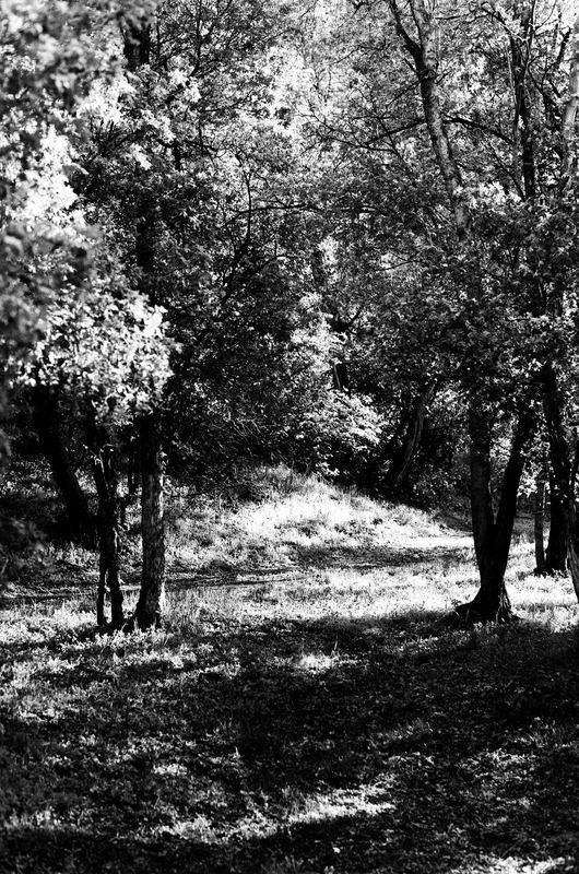 Kentmere 100