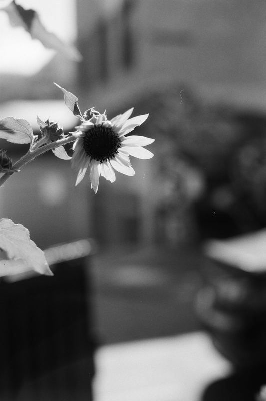 Kentmere 100