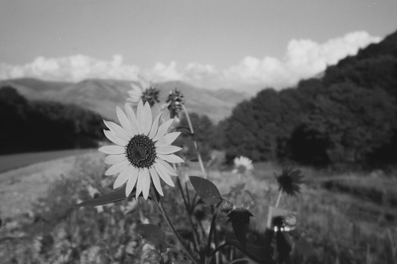Kentmere 100