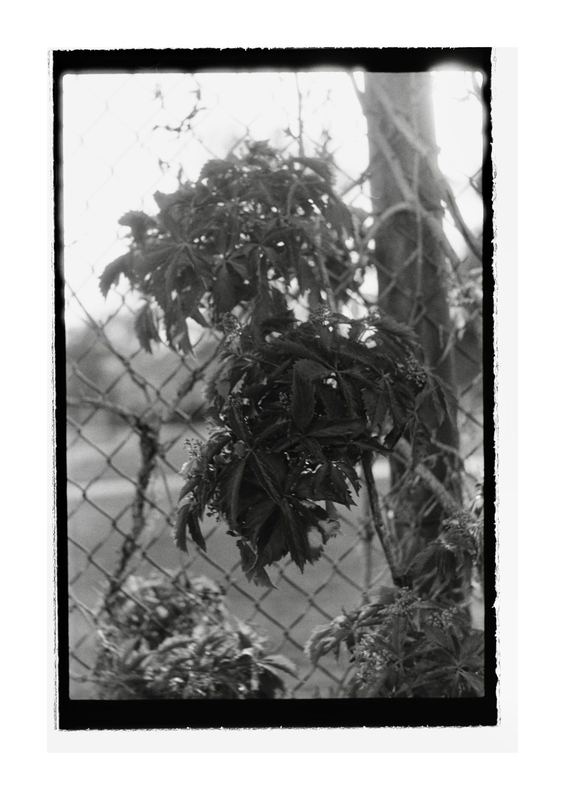 Kentmere 200