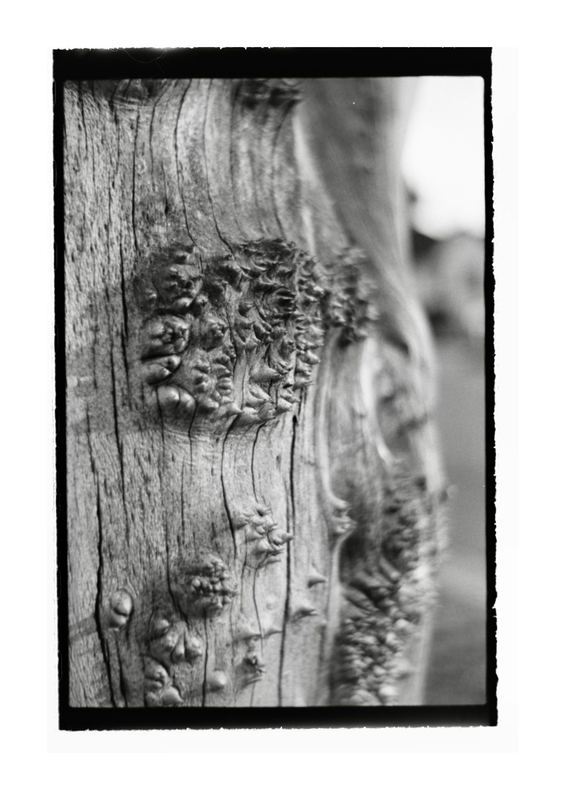 Kentmere 200